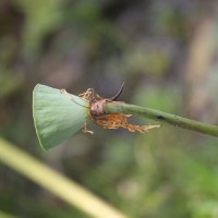 Nelumbo nucifera Gaertn.